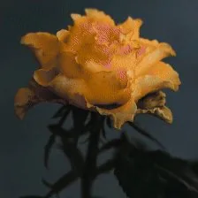 Bloom Cycle